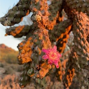 Meet your Posher, umbrellas